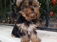 Yorkshire terrier yavrular