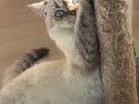 1 yaşında erkek kısır kedimiz ücretsiz
