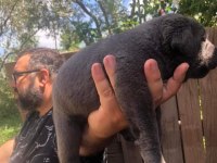 Kaliteli cane corso yavrular rezervede