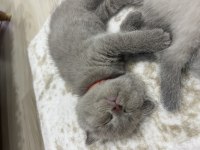 Scottish fold yavru kedimiz