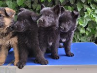 SHOWLINE (DUSUK BEL) ALMAN ÇOBAN KÖPEĞİ