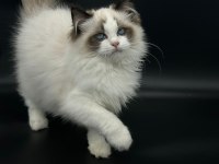 Safkan Ragdoll Bebekler
