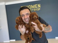 WC EĞİTİMLİ TOY POODLE YAVRULARIMIZ TESLİME HAZIR ANK