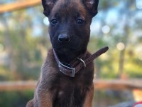 Malinois (Belçika Kurdu)