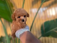 Toy Poodle Bebekler Referans Yavru