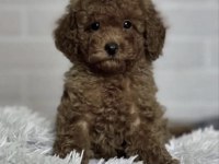 Toy Poodle Köpekleri İçin Ulaşın