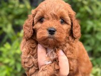 Minik ve Şirin Teacup Maltipoo