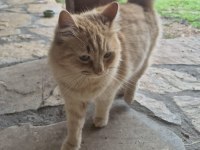 Sarman kedisini sahiplendirme