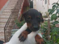 SAFKAN DOBERMAN KÖPEĞİ YAVRULARIMIZ