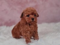 KORE TOY POODLE YAVRULARI ANKARA