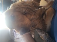 1.5 Yaşında Tam Aşılı Cocker Spaniel