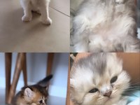 ;British longhair bebeklerimize ömürlük yuva