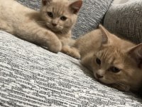 British Longhair Sarı 3 Aylık Erkek