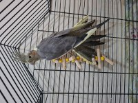 Dişi Pearl - Grey Sultan Papağanı
