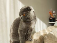 Scottish Fold Çok Uysal Prensesimiz