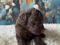 Çikolata Poodle Türünün En İyisi