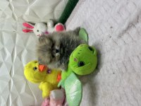 Erkek Dişi Pomeranian Yavrular