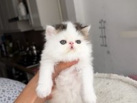 Tombiş exotic shorthair bebekler şecereli