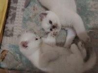 10 Mayıs doğumlu scottish fold bebekler ailelerini arıyor