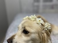 Ücretsiz Rus Finosu Terrier Köpeğime Aile Arıyorum