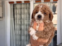 Maltipoo cinsi yavrularımız
