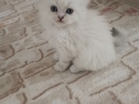 Son bir yavru british longhair
