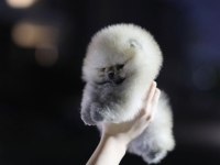 Pomeranian yavrular için kalitede tek adres