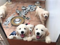 Golden Retriever Yavrular İçin Ulaşabilirsiniz