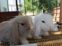 Hollanda teddy lop tavşan yavrular