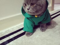 Safkan Dişi British Shorthair Lokum 7 aylık aşılı