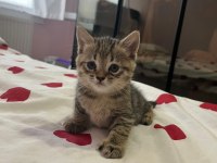 British shorthair