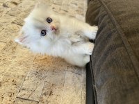 British Longhair Point