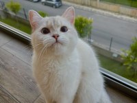 Full şecereli golden point british longhair erkek yavrumuz