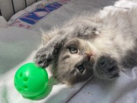 Erkek scottish fold 1.5 aylık