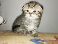 Erkek scottish fold