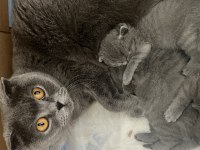 En güzel, oyuncu scottish fold yavrular hemen teslim