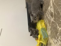 4 Adet 50 Günlük British Shorthair Sahiplendirilecektir