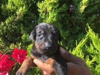 A KALİTE SCR'Lİ DOBERMAN YAVRULAR
