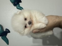 Irkının en iyisi pomeranian boo