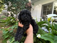 Toy poodle siyah