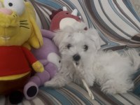 0 Numara Kore Maltese
