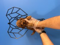 OYUNCAK TOY POODLE BEBEKLERİMİZ