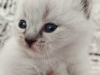 British blue point yavru kedimiz