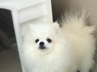 Pomeranian boo bebeğim