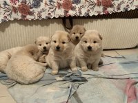 KÜT BURUN IRK GARANTİLİ CHOW CHOW YAVRULARIMIZ