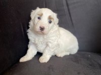 Çok tatlı maltipoo bebekler