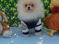 Orijinal pomeranian Boo