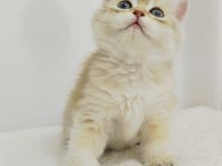 British scottish fold yavrularımız sağlık garantili