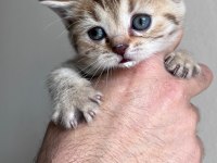 Sağlıklı british shorthair hazır yavrular