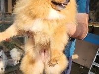 Mini Pomeranian Boo Bebekler